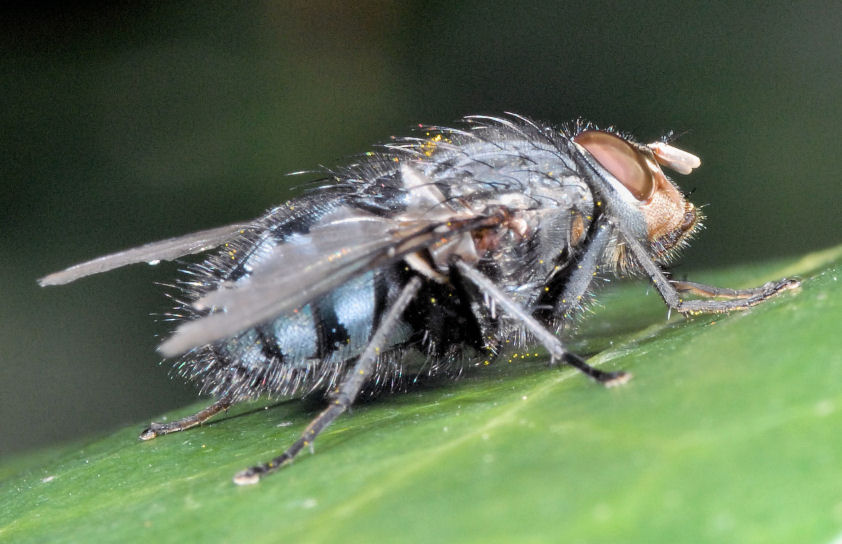 Un ragno nuovo e una coccinella